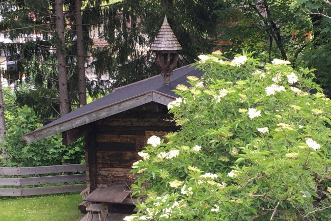 Sommerhütte mit Holunderstrauch